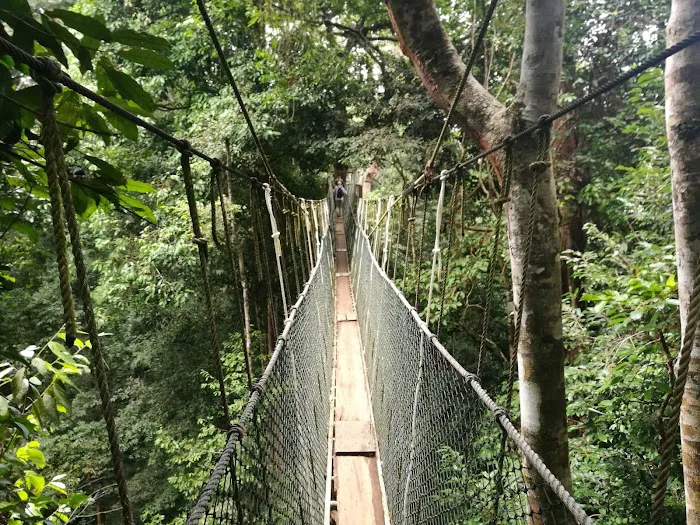 Taman Negara Pahang Salt Lick & Tahan Hide Picture 7