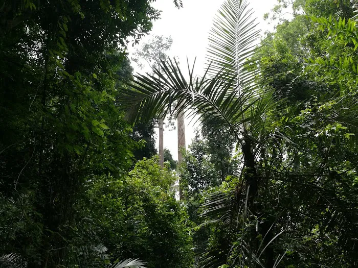 Taman Negara Pahang Salt Lick & Tahan Hide Picture 3