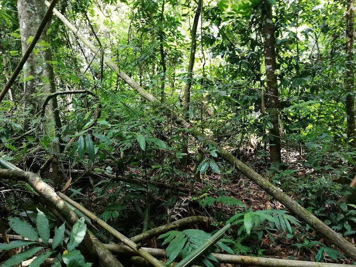 Taman Negara Pahang Salt Lick & Tahan Hide Picture 4