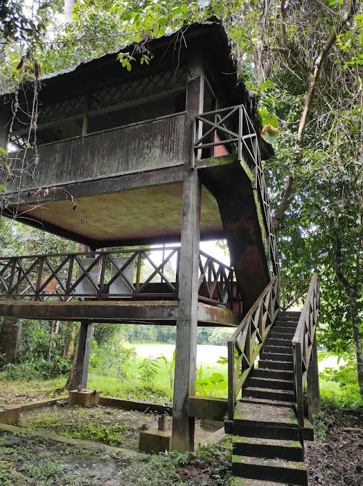 Taman Negara Pahang Salt Lick & Tahan Hide Picture 5
