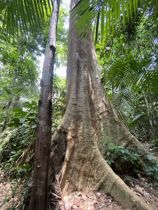 Pahang National Park Picture 7
