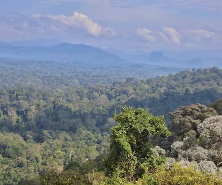 Pahang National Park