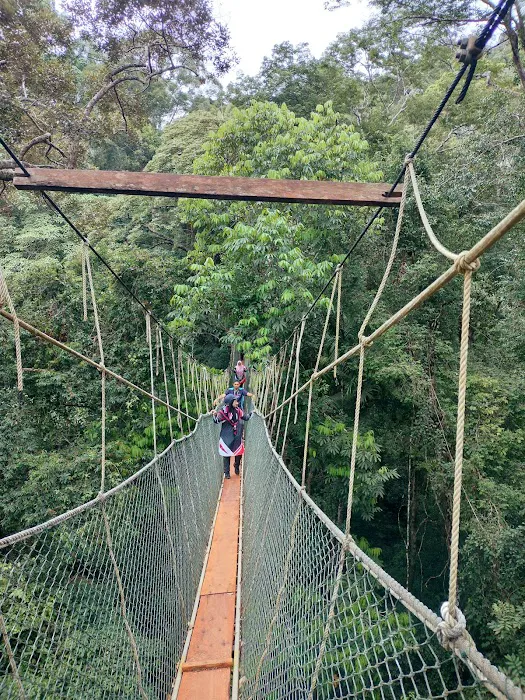 Taman Negara National Park Picture 3