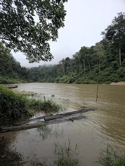 Taman Negara National Park Picture 5