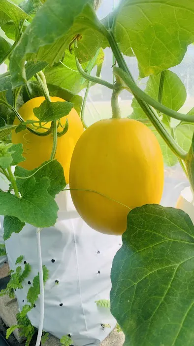 Meren Farm Japanese Musk Melon Picture 5