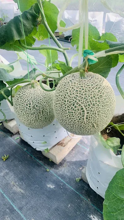 Meren Farm Japanese Musk Melon Picture 6