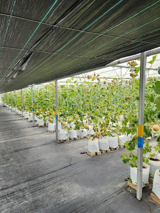 Meren Farm Japanese Musk Melon Picture 8