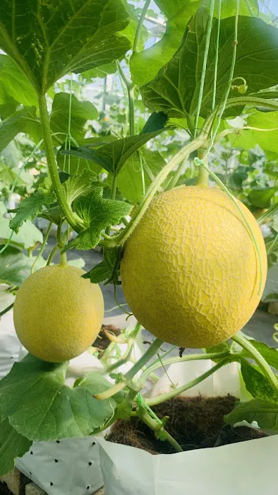 Meren Farm Japanese Musk Melon Picture 1