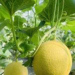 Meren Farm Japanese Musk Melon