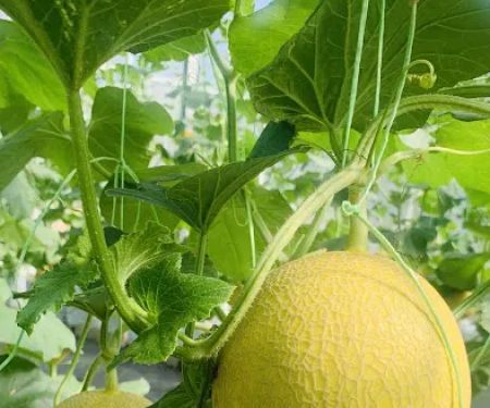 Meren Farm Japanese Musk Melon