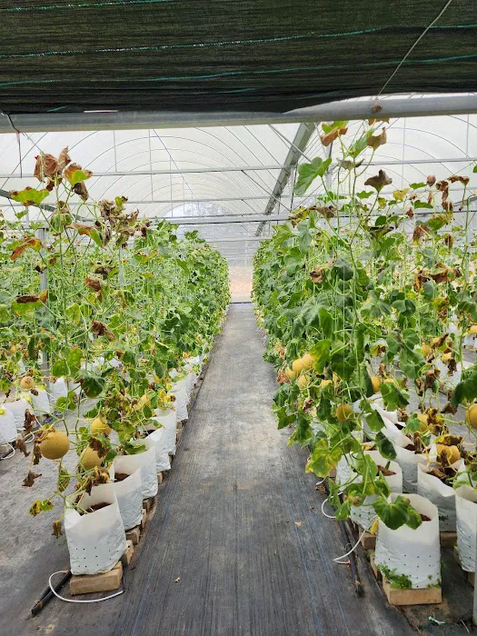 Meren Farm Japanese Musk Melon Picture 3