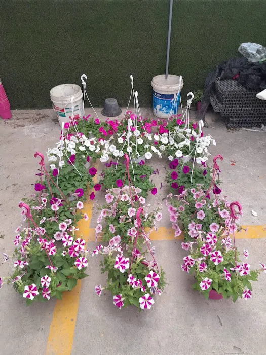 Beauty Garden LOT33 Picture 7