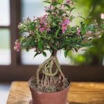 Beauty Garden LOT33