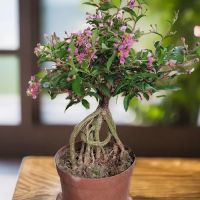 Beauty Garden LOT33 ico