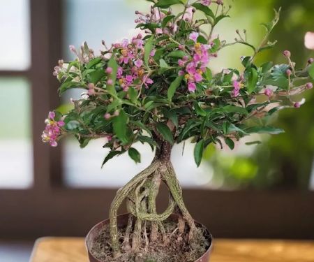 Beauty Garden LOT33