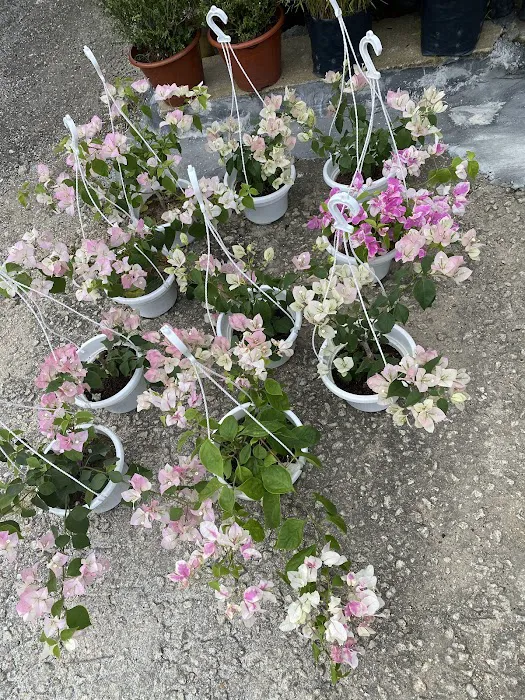 Beauty Garden LOT33 Picture 6