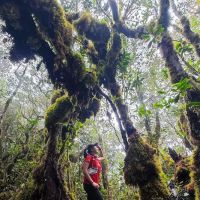 Gunung Chamah ico