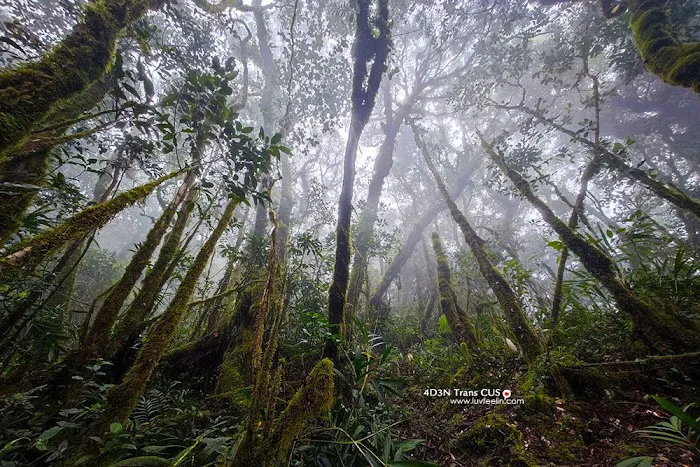 Gunung Chamah Picture 6