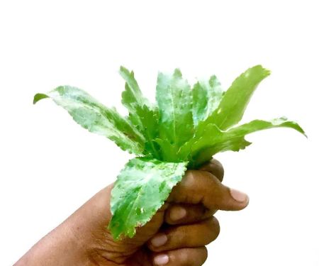 Kebun Ibu