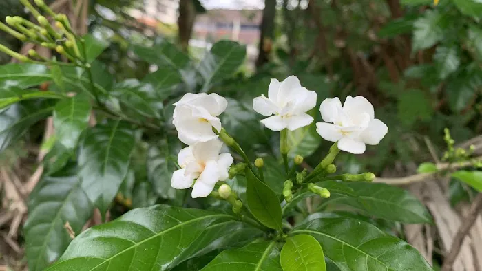 Kebun Ibu Picture 5