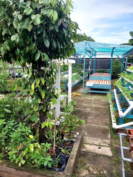 KEBUN KOMUNITI PEGAGA Picture 5
