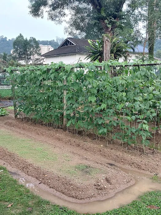 Kebun Komuniti Taman Bukit Indah Fasa 2 Picture 9