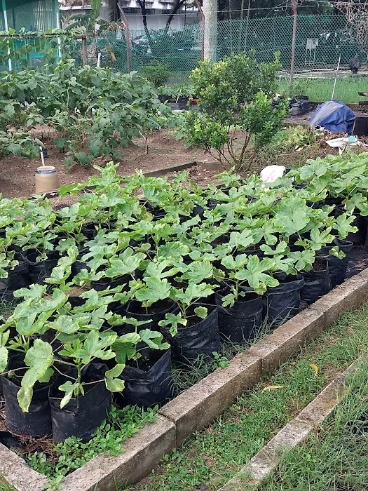 Kebun Komuniti Taman Bukit Indah Fasa 2 Picture 10