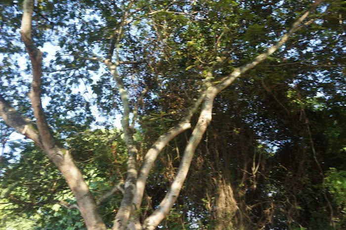 Bukit Indah Park Picture 1
