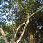 Bukit Indah Park