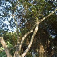 Bukit Indah Park ico