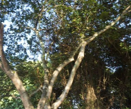 Bukit Indah Park