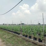 Bumi Suria Tech (TKPM fasa2)