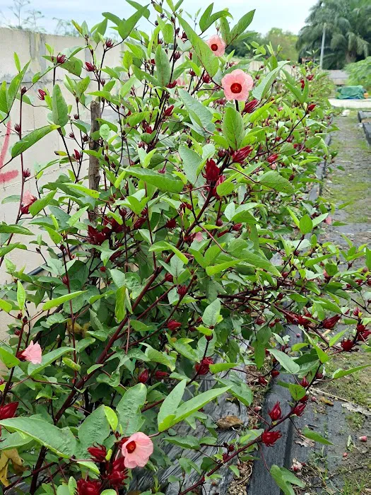 Kebun Setia Valley by Arabian Kitchen Picture 8