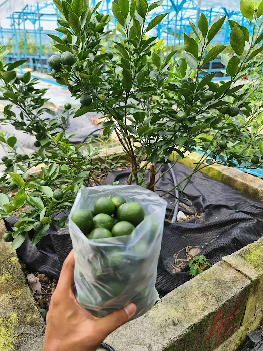 Kebun Setia Valley by Arabian Kitchen Picture 10