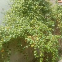 Potong Rumput Klang Meru. setia alam ico