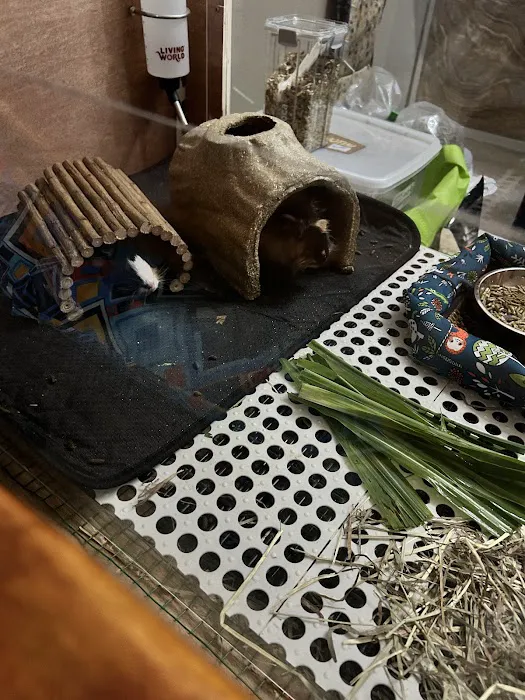 Mr Teddy Pet House Picture 7