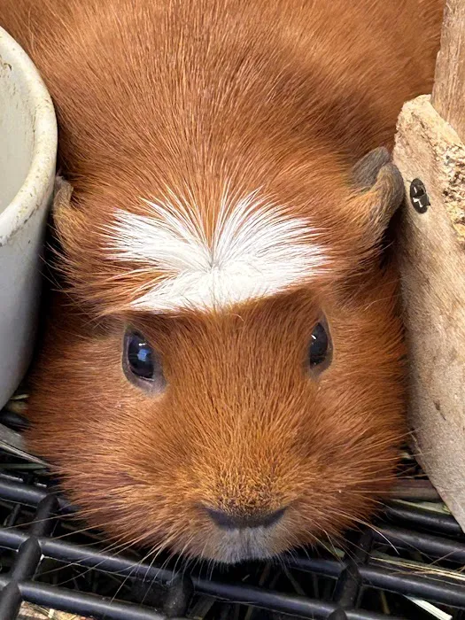 Mr Teddy Pet House Picture 6