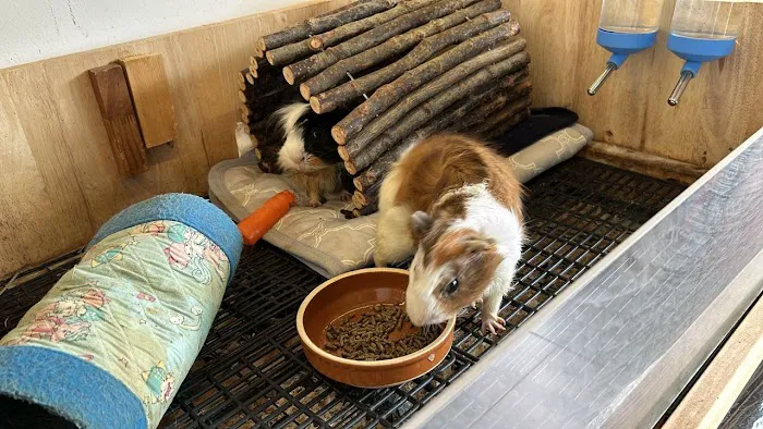 Mr Teddy Pet House Picture 8