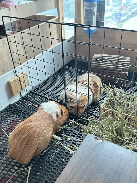 Mr Teddy Pet House Picture 9