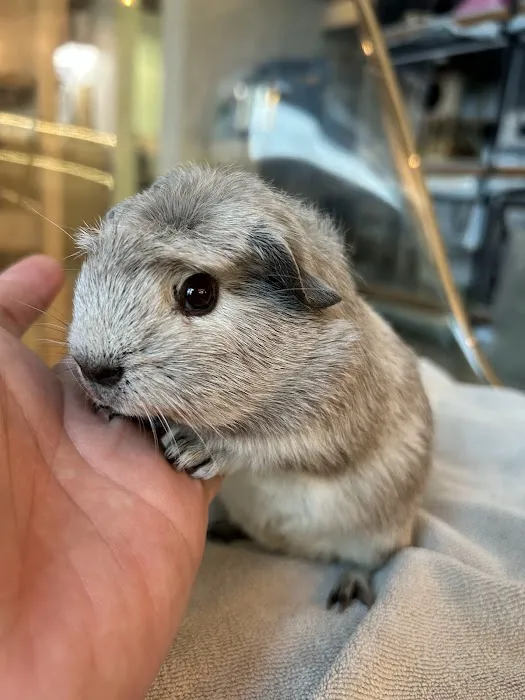 Mr Teddy Pet House Picture 4