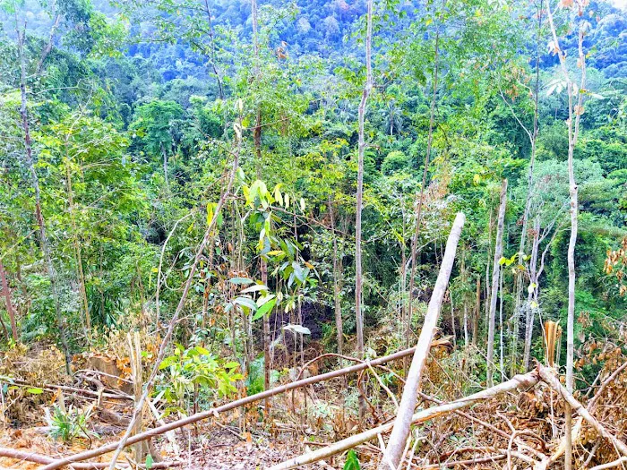 Sungai Bil Eco Retreat Picture 7