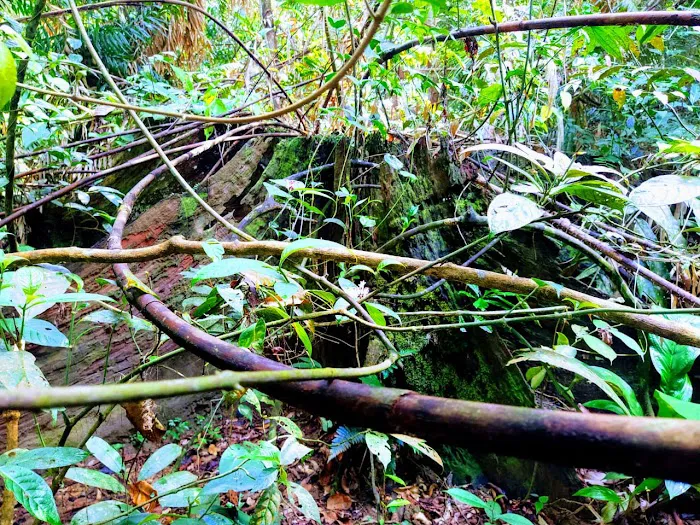 Sungai Bil Eco Retreat Picture 4