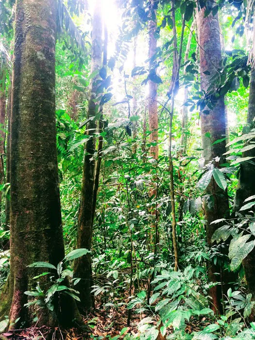 Sungai Bil Eco Retreat Picture 8