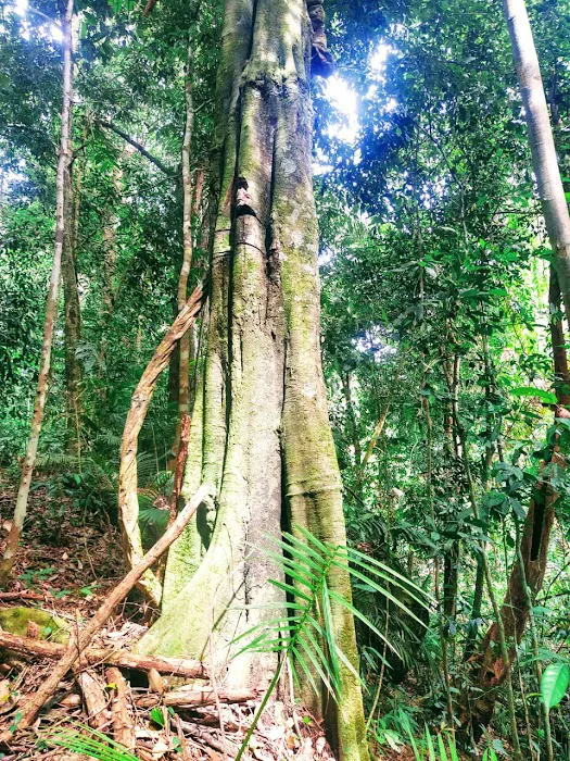 Sungai Bil Eco Retreat Picture 6