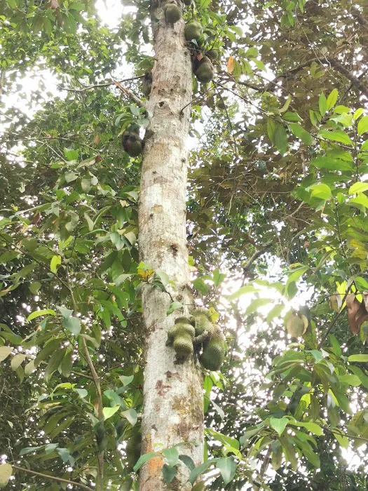 Sungai Canai Picture 10