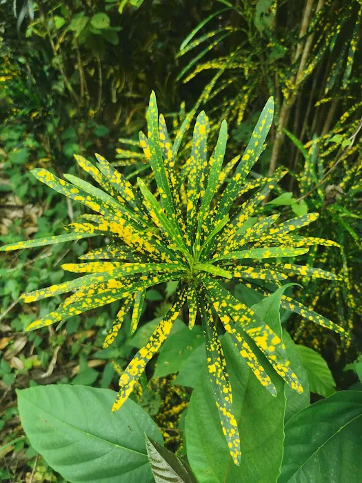 Sungai Canai Picture 2