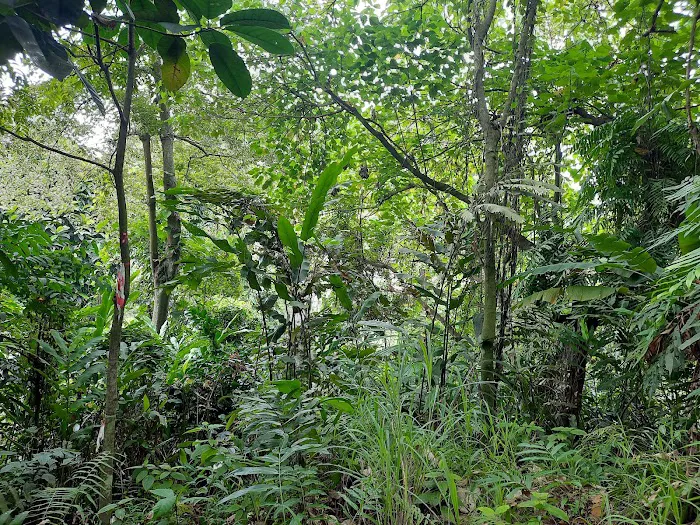 Bukit Lanjan West Hill Picture 4