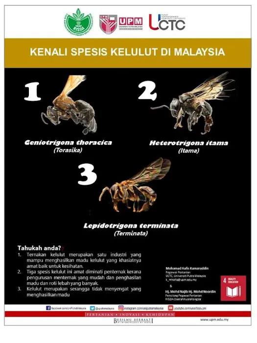 MADU KELULUT MUALLIM Picture 9