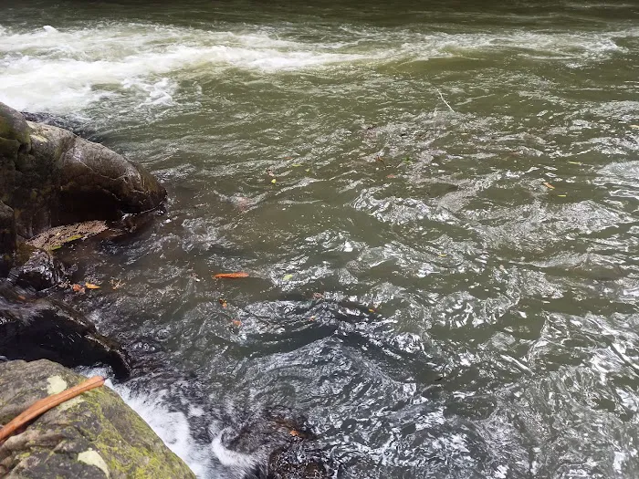Taman Eko Rimba Ulu Tembeling Picture 7