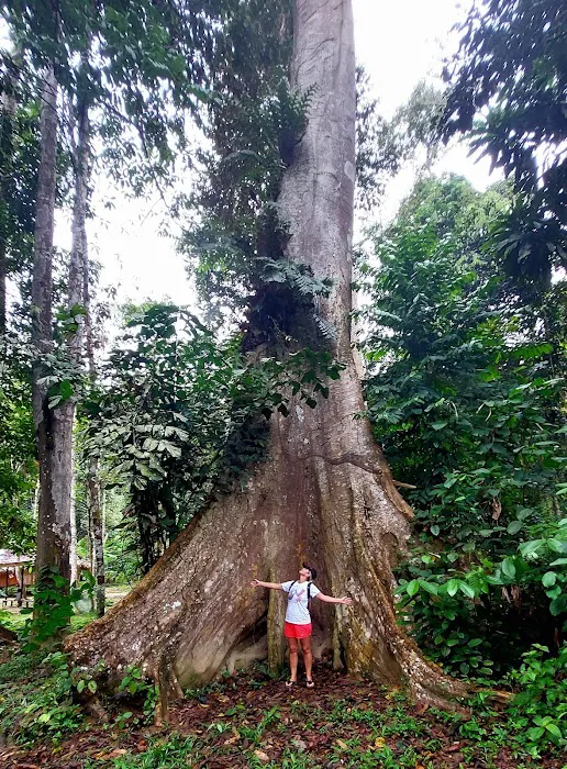 Bateq Nigerito Village Taman Negara Picture 6